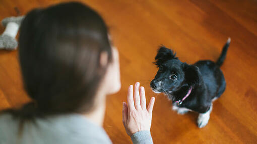  Hundträning