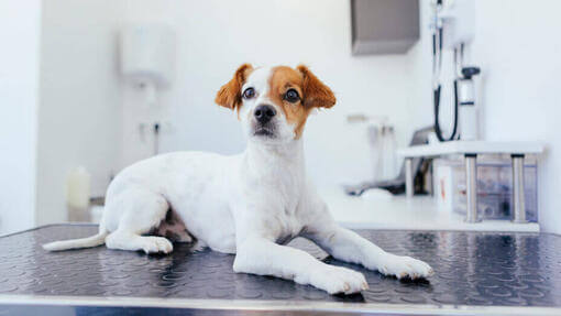 Valpen sitter på bordet hos veterinären