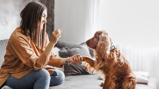  Kvinna som tränar en hund