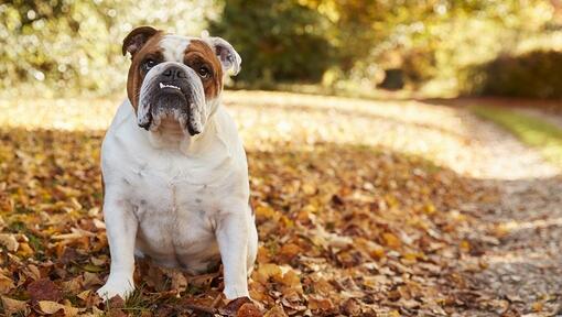 Bulldogg