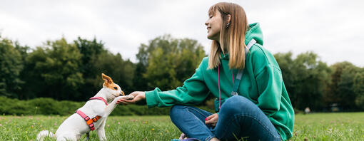 Hur man lär en hund att ge tass i 6 steg