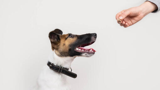 Hur man lär en hund att ge tass i 6 steg
