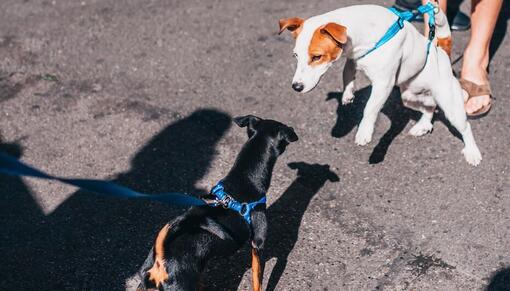 Träna din hund att inte bry sig om andra hundar