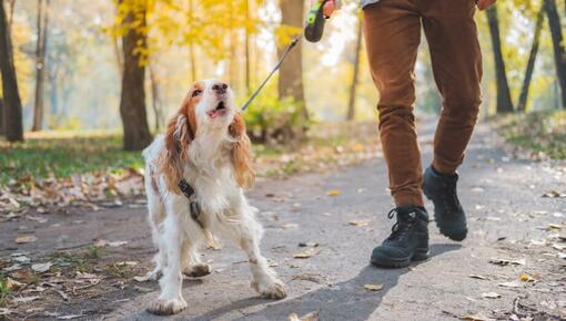 Träna din hund att inte bry sig om andra hundar