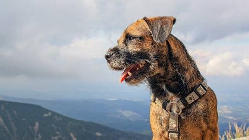 border terrier 3