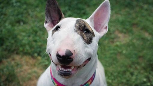 Bullterrier