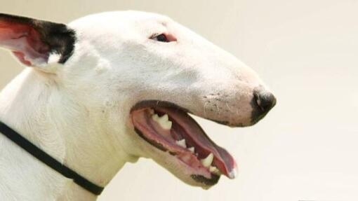 Bullterrier