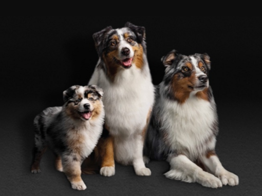 PRO PLAN, för hundar i alla åldrar och med olika behov