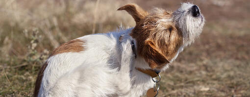 Hunden kliar sig.