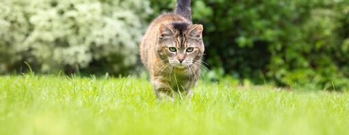 Så här får du din katt att använda kattlådan