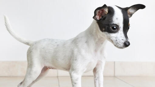 Rat terrier