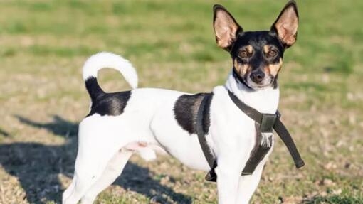 Rat terrier