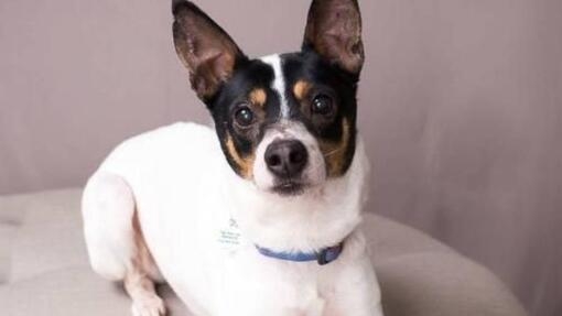 Rat terrier