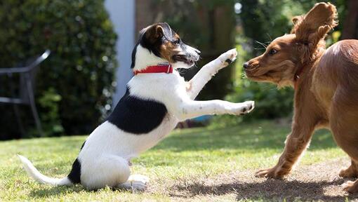 Vett och etikett för hundpromenader