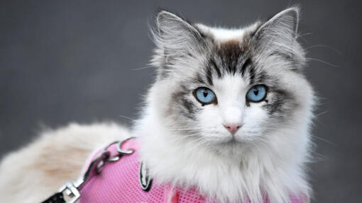 Så lär du din katt att gå i koppel