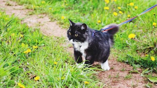 Så lär du din katt att gå i koppel