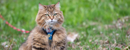 Så lär du din katt att gå i koppel