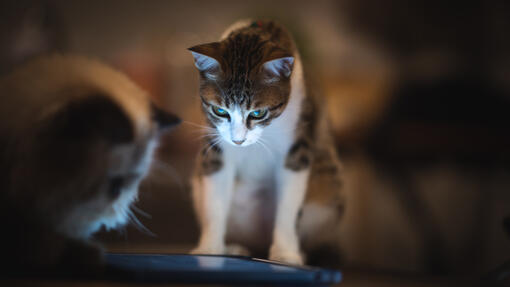 Smarta appar för dig och din katt