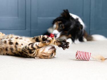 Tabby kattunge leker med leksak