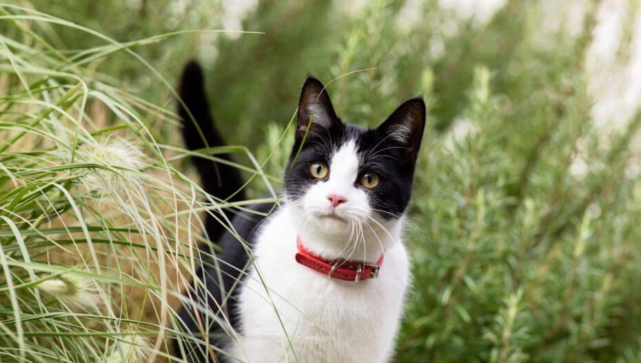 Harmful Substances and Poisonous Foods for Cats 1 Katt i långt gräs
