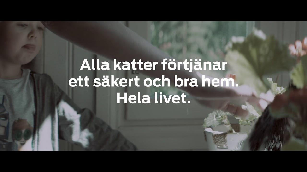 Vuxna hemlösa katter - Purina Sverige